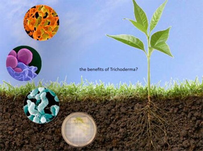 benefits of Trichoderma