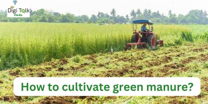 How to cultivate green manure?