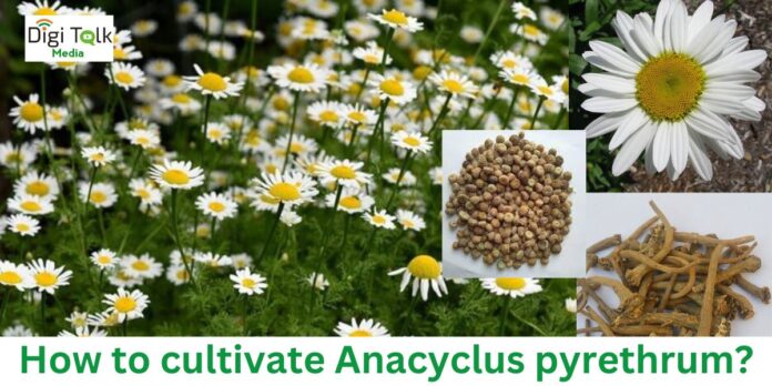 Anacyclus pyrethrum